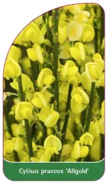 etykieta-szkolkarska-cytisus-praecox-allgold