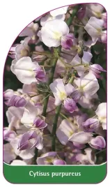 etykieta-szkolkarska-cytisus-purpureus