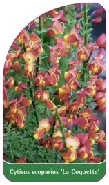 etykieta-szkolkarska-cytisus-scoparius-la-coquette