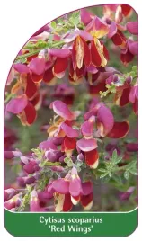 etykieta-szkolkarska-cytisus-scoparius-red-wings