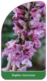 etykieta-szkolkarska-daphne-mezereum