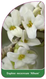 etykieta-szkolkarska-daphne-mezereum-album