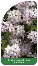 etykieta-szkolkarska-deutzia-elegantissima-rosealind