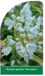 etykieta-szkolkarska-deutzia-gracilis-variegata