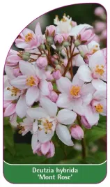 etykieta-szkolkarska-deutzia-hybrida-mont-rose