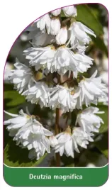 etykieta-szkolkarska-deutzia-magnifica