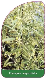 etykieta-szkolkarska-elaeagnus-angustifolia