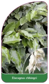 etykieta-szkolkarska-elaeagnus-ebbingei
