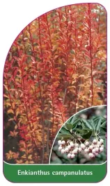 etykieta-szkolkarska-enkianthus-campanulatus