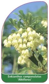 etykieta-szkolkarska-enkianthus-campanulatus-albiflorus