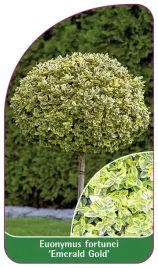 etykieta-szkolkarska-euonymus-fortunei-emerald-gold-b