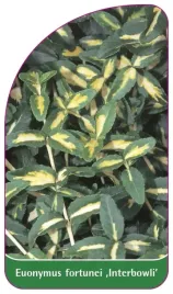 etykieta-szkolkarska-euonymus-fortunei-interbolwi