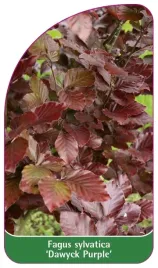 etykieta-szkolkarska-fagus-sylvatica-dawyck-purple