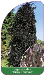etykieta-szkolkarska-fagus-sylvatica-purple-fountain-b