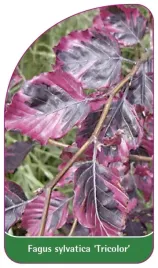 etykieta-szkolkarska-fagus-sylvatica-tricolor