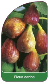 etykieta-szkolkarska-ficus-carica