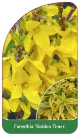 etykieta-szkolkarska-forsythia-golden-times