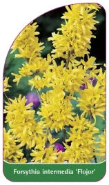 etykieta-szkolkarska-forsythia-intermedia-flojor