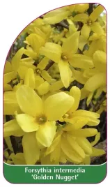 etykieta-szkolkarska-forsythia-intermedia-golden-nugget