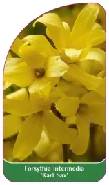 etykieta-szkolkarska-forsythia-intermedia-karl-sax