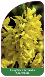 etykieta-szkolkarska-forsythia-intermedia-spectabilis