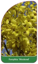 etykieta-szkolkarska-forsythia-weekend