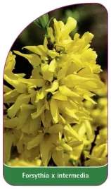 etykieta-szkolkarska-forsythia-x-intermedia