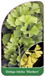 etykieta-szkolkarska-ginkgo-biloba-mariken-a