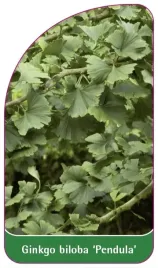 etykieta-szkolkarska-ginkgo-biloba-pendula