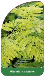 etykieta-szkolkarska-gleditsia-triacanthos