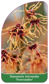 etykieta-szkolkarska-hamamelis-intermedia-feuerzauber
