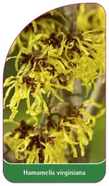 etykieta-szkolkarska-hamamelis-virginiana