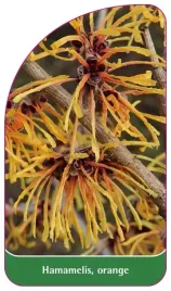 etykieta-szkolkarska-hamamelis-orange