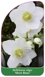 etykieta-szkolkarska-helleborus-niger-mont-blanc