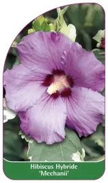 etykieta-szkolkarska-hibiscus-hybride-meehanii