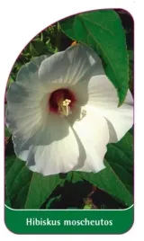etykieta-szkolkarska-hibiscus-moscheutos-bialy-bylinowy