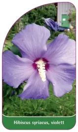 etykieta-szkolkarska-hibiscus-syriacus-violett