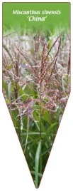 etykieta-szkolkarska-miscanthus-sinensis-china