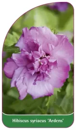 etykieta-szkolkarska-hibiscus-syriacus-ardens