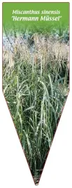 etykieta-szkolkarska-miscanthus-sinensis-hermann-mussel