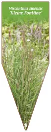 etykieta-szkolkarska-miscanthus-sinensis-kleine-fontane