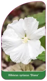etykieta-szkolkarska-hibiscus-syriacus-diana