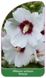 etykieta-szkolkarska-hibiscus-syriacus-helena