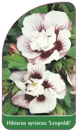etykieta-szkolkarska-hibiscus-syriacus-leopoldi