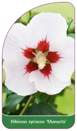 etykieta-szkolkarska-hibiscus-syriacus-manuela