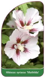 etykieta-szkolkarska-hibiscus-syriacus-mathilda