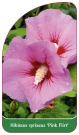 etykieta-szkolkarska-hibiscus-syriacus-pink-flirt