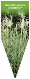 etykieta-szkolkarska-miscanthus-sinensis-silberfeder