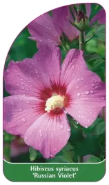 etykieta-szkolkarska-hibiscus-syriacus-russian-violet