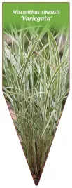 etykieta-szkolkarska-miscanthus-sinensis-variegata